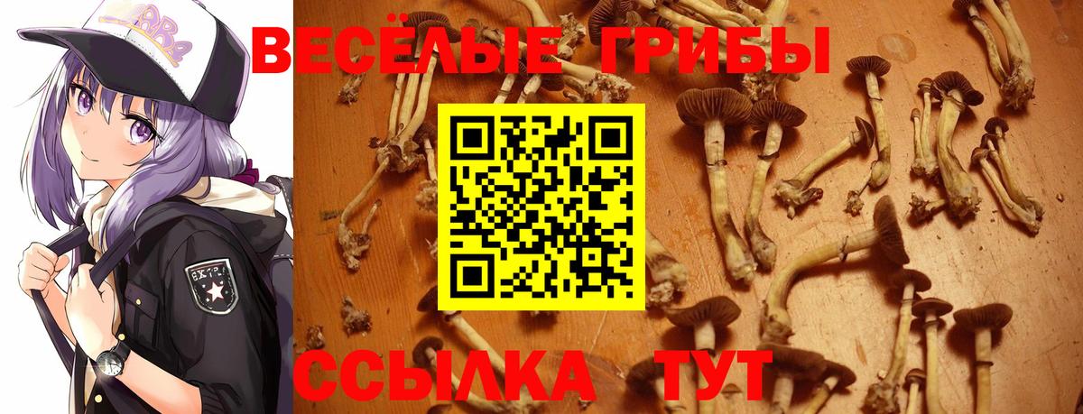 Галлюциногенные грибы Psilocybe Коряжма